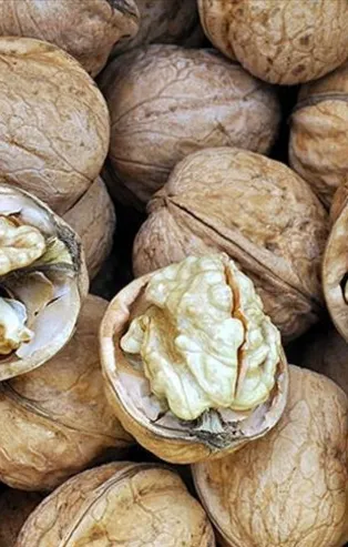 32 ülkeye ceviz fidanı