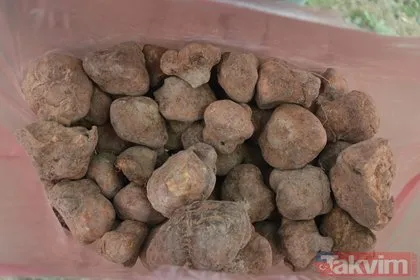 Afyonkarahisar Elmadağ’da kilosunun 300 TL’ye kadar satıldığı domalan mantarı define arar gibi aranıyor