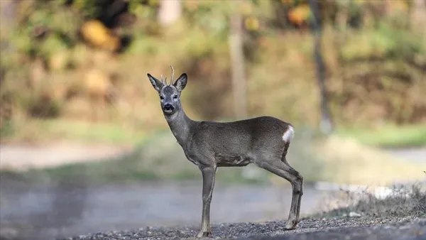 bunlari-biliyor-musunuz-istanbulun-ilk-kez-okuyacaginiz-ozellikler-tasi-topragi-komur-1632205669493.jpg Bunları biliyor musunuz? İstanbul'un ilk kez okuyacağınız özellikleri: Taşı toprağı kömür-8