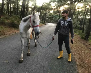 İtlaf nedir? İtlaf etmek ne demek? Büyükadada atlarda görülen Ruam hastalığı nedir?
