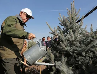 BM resmen tescilledi! Türkiye ağaçlandırmada Avrupa'da birinci dünyada ise 6'ncı sırada yer aldı