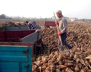 Şeker pancarı üreticisine destek
