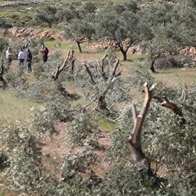 Yahudi yerleşimcilerin Filistin halkına yönelik zulmü sürüyor! Önce ağaçları söktüler ardından saldırdılar