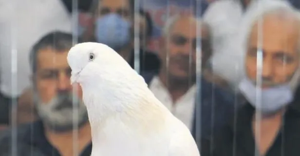 ’Şebap Güvercin Festivali’nde otomobil fiyatına güvercinler podyuma çıktı Yaşam haberleri