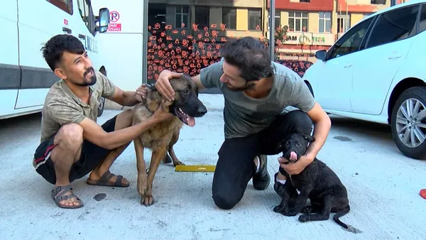 istanbul-ikitellide-yangin-faciasi-anne-kopek-ve-yavrusu-sag-olarak-kurtuldu-1630481615343.jpg İstanbul İkitelli'de yangın faciası! Anne köpek ve yavrusu sağ olarak kurtuldu-3