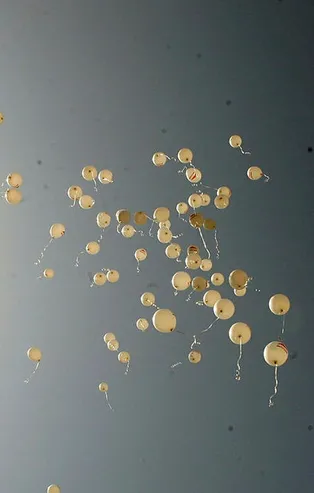 Rüyada balon görmek ne anlama gelir?