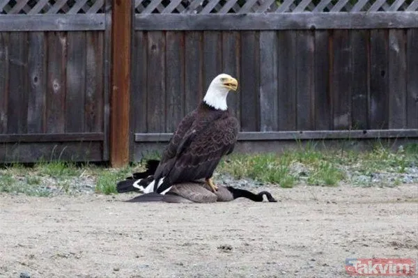 Kaplan akşam yemeği için ayıyı seçti fakat... Vahşi doğada Kaplan ile ayının şoke eden kavgası kapışması! - 38