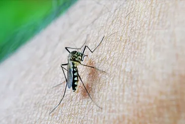 Sivrisineklerin kan emme sırrı ortaya çıktı! Öğrenince öldürmeye kıyamayacaksınız