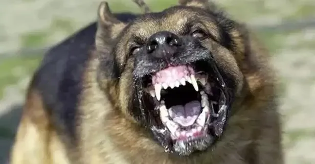 İstanbul Valiliği'nden "kuduz vakalarında patlama" iddialarına yanıt: 'Gerçeği yansıtmamaktadır'