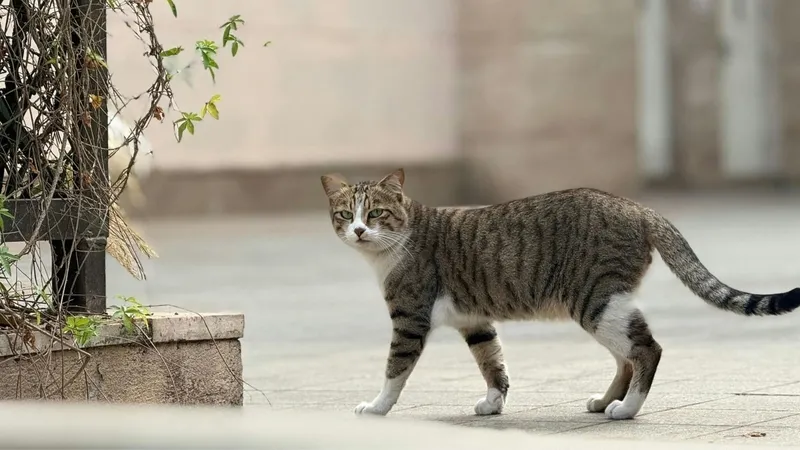 kediler-neden-4-ayak-uzerine-duserler-bilim-insanlari-bu-gizemi-acikladi-1774524747730.jpg Kediler neden 4 ayak üzerine düşerler? Bilim insanları bu gizemi açıkladı-6