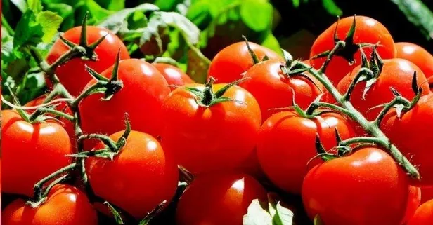 Domates arttı karpuz düştü