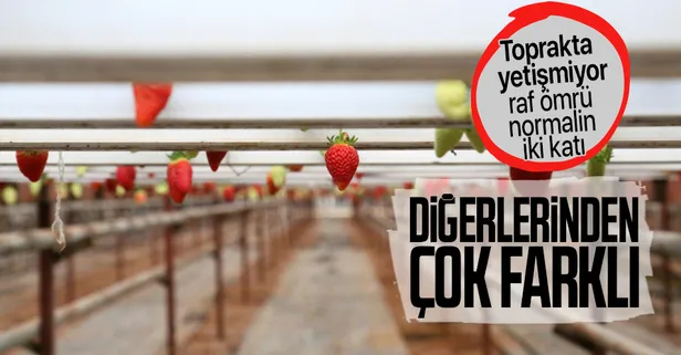 Antalya'da havada asılı olarak çilek ürettiler! Normalinden iki kat fazla raf ömrü var