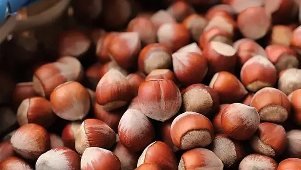 50 randıman Samsun, Giresun, Trabzon,Sakarya fındık fiyatları! Serbest piyasa fındık fiyatları açıklandı-5