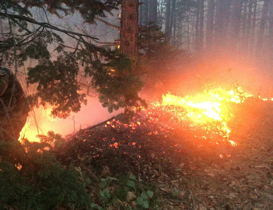 Uludağ’da orman yangını!