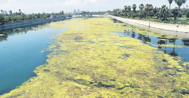 Adana’da 2020 model CHP belediyeciliği: Seyhan Nehri yosun akınına uğradı