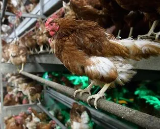 Almanya’da kuş gribi yayılıyor