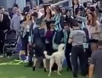 Mezuniyet töreni alanına girdi öğrencilere saldırdı