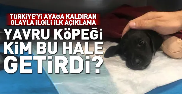 Bacakları kesilen köpekle ilgili Sakarya Valisi Balkanlıoğlu'ndan açıklama-1