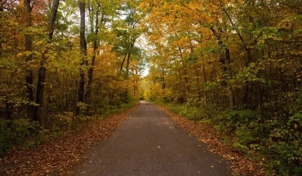 Belgrad Ormanı açık mı? 7-8 Ağustos hafta sonu Belgrad Ormanı’na giriş yasak mı? Piknik serbest mi?-4