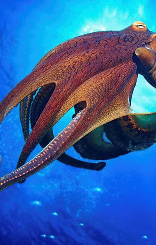 Rüyada ahtapot görmek ne anlama gelir?