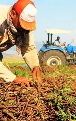 Çiftçilere destek ödemeleri başladı