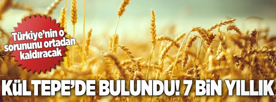7 bin yıllık buğday Marmaris'te umut oldu