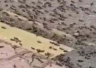 Çekirge istilasından sonra şimdi de karınca istilası! Dünya bu görüntüyü konuşuyor