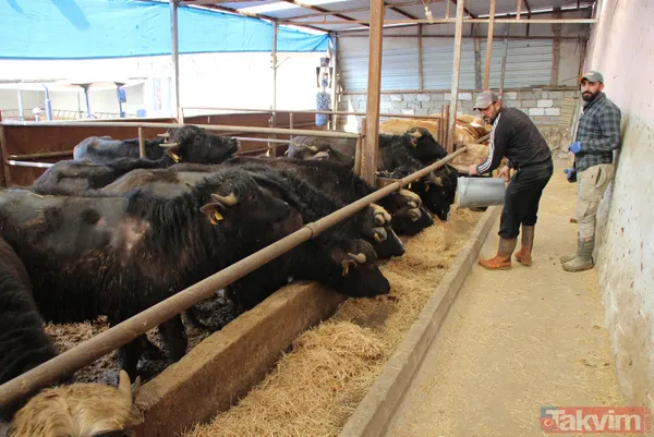 Başkan Erdoğan 'manda yoğurdu yiyorum' dedi! Eskişehir İnönü ilçesinin telefonları kilitlendi - 9