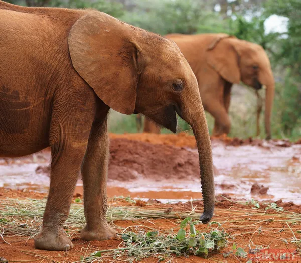 Melania Trump az daha filin altında kalıyordu - 12