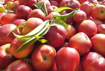 Kolesterole nektarin