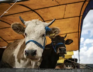 Uzmanlardan kritik korona uyarısı! Kurban kesecekler dikkat