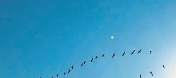 UFO göçü
