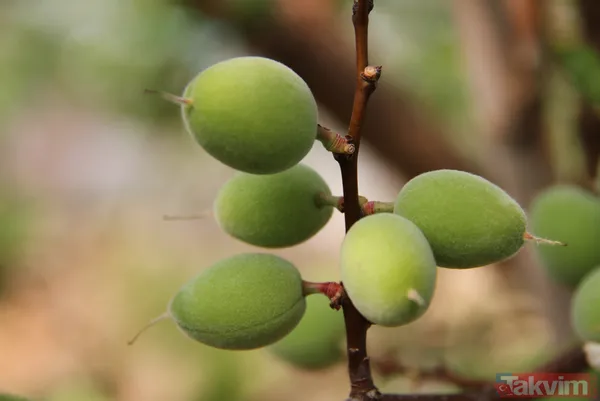 Daha önce yere dökülüyordu! Kayısı çağlasının kilosu 100 TL'den satılıyor - 11