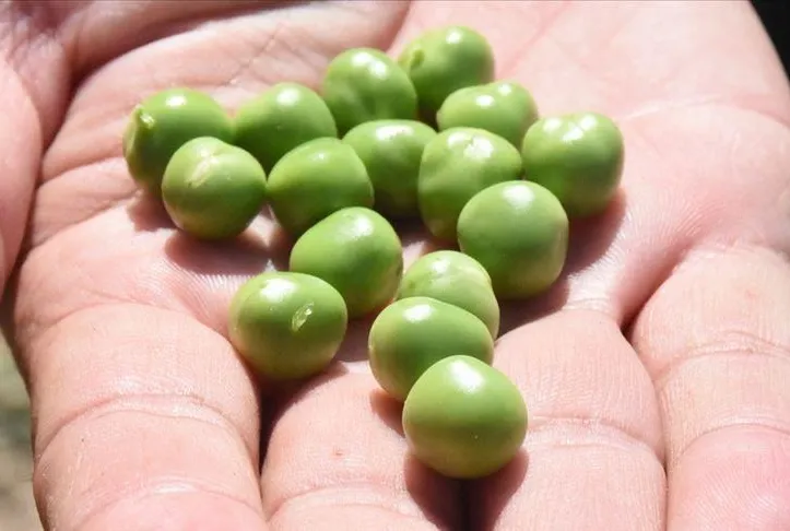 Bezelyeyle gözler keskin