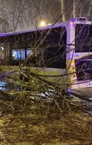 Beşiktaş'ta İETT kazası: Otobüs asırlık çınar ağacına çarptı