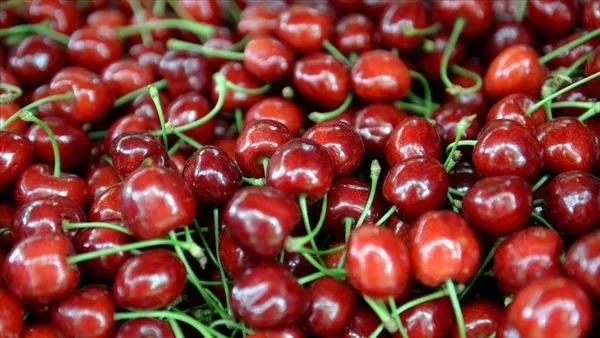 kirazda-rekolte-ve-ihracat-beklentisi-yuksek-1590368356366.jpeg Koronavirüs salgınına rağmen kirazda rekolte ve ihracat beklentisi yüksek-8