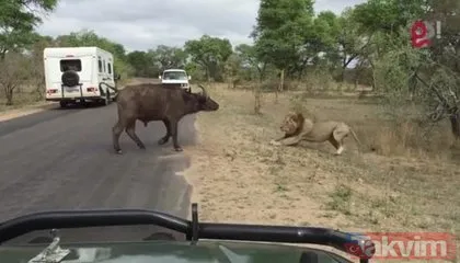 Safariye çıktılar! Gördükleri manzara karşısında hayatlarının şokunu yaşadılar