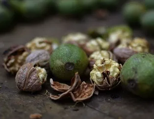 Cevizle dişler keskin