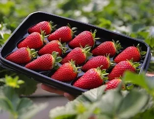 Çilek stresi bitirir