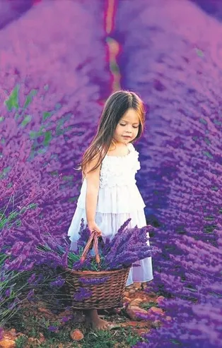 Lavanta alternatif gelir oldu