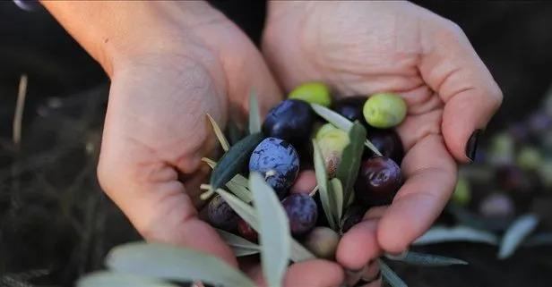 Zeytin yaprağının faydaları nelerdir?