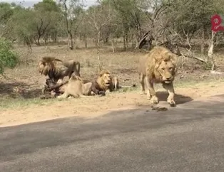 Safaride gördükleri manzara karşısında hayatlarının şokunu yaşadılar