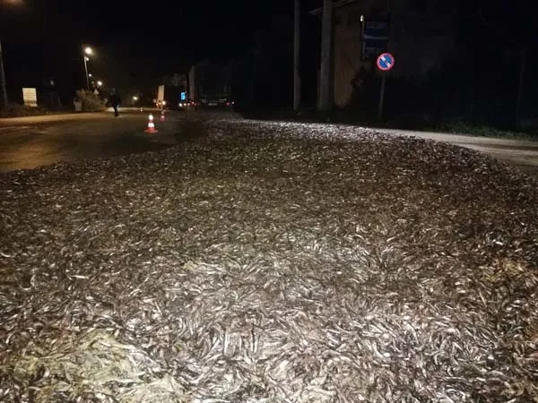 Bursa'da tonlarca hamsi yola saçıldı - 2