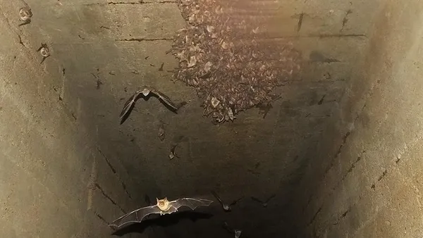 Son dakika: Koronavirüs bitmeden yeni bir virüs daha ortaya çıktı! Kaynak yine yarasa! Önce felç ediyor sonra öldürüyor!-7