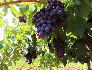 Kansızlığın ç’üzüm’ü