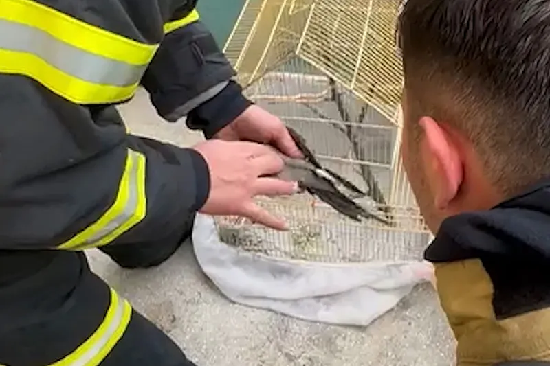 Yangından etkilenen papağana itfaiye amiri kalp masajı yaparak hayata döndürdü (İHA)