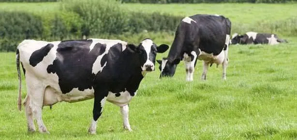 Uykudayken 7 inek gitti