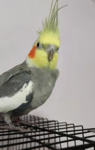 Sultan papağanı Bitik her sabah evdekileri Ölürüm Türkiyem parçasıyla uyandırıyor