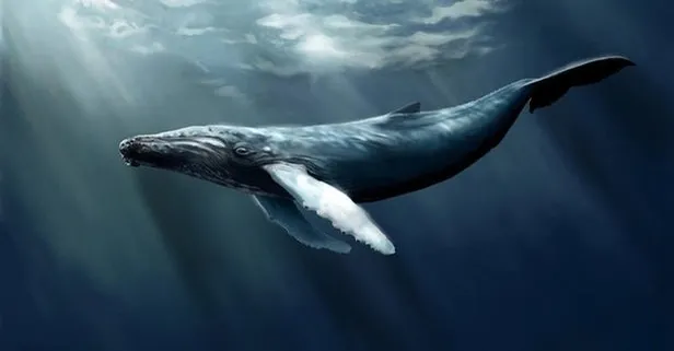 Bir kişinin Mavi Balina oynadığı nasıl anlaşılır? Mavi Balina oyunu nedir?