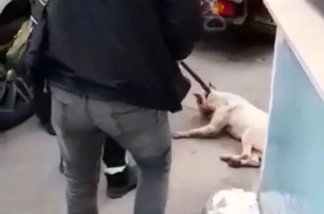 Başıboş pitbull köpeğine camide operasyon